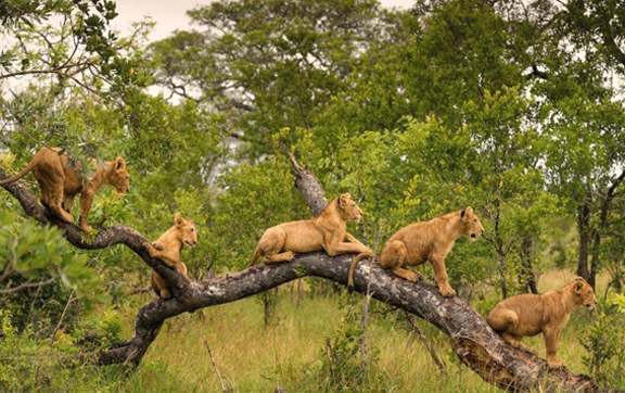 World's-Best-Lodges-Singita-Boulders-Lions