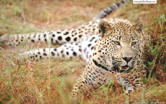 World's-Best-Safari-Lodges-Singita-Castleton-Lodge-Tiger-Animal