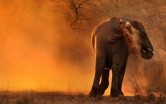 World's-Best-Safari-Lodges-Singita-Ebony-Lodge-Animals-Elephant