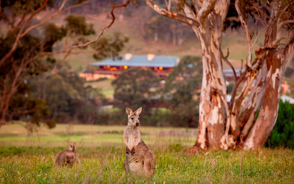 wolgan-valley-resorts-kangaroos