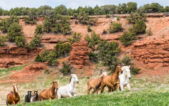 red-reflet-ranch-usa-horses
