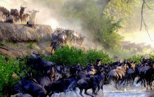 Great Migration of Serengeti
