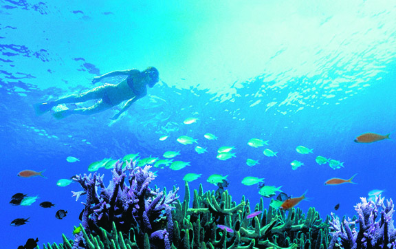 snorkeling-one-and-only-hayman