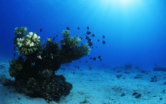 royal-davui-private-island-resort-activities