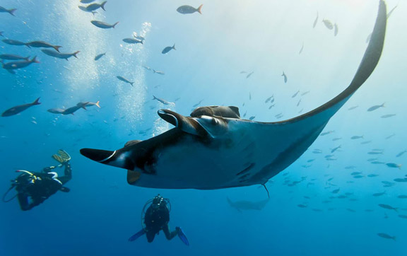 kokomo-island-fiji-resort-diving