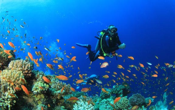 tides-reach-resort-fiji-diving